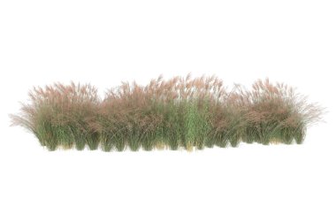 Field of grass isolated on white background. 3d rendering - illustration