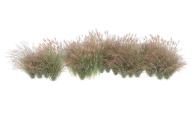 Field of grass isolated on white background. 3d rendering - illustration
