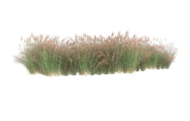 Field of grass isolated on white background. 3d rendering - illustration