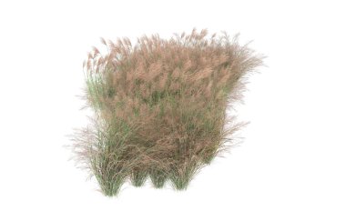 Field of grass isolated on white background. 3d rendering - illustration
