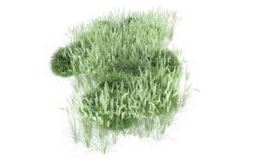 Field of grass isolated on white background. 3d rendering - illustration