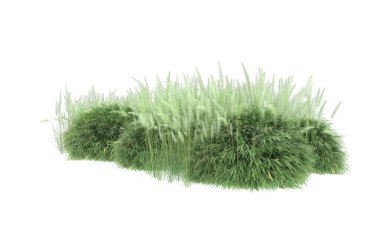 Field of grass isolated on white background. 3d rendering - illustration