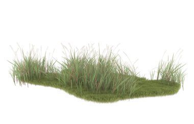 Field of grass isolated on white background. 3d rendering - illustration