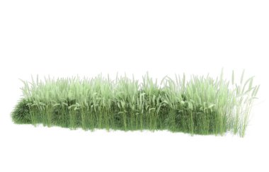 Field of grass isolated on white background. 3d rendering - illustration