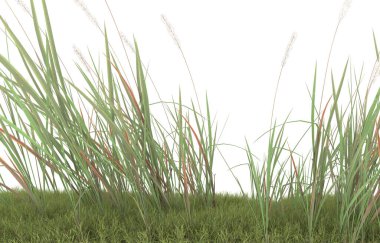 Field of grass isolated on white background. 3d rendering - illustration