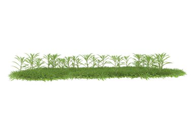Field of grass isolated on white background. 3d rendering - illustration