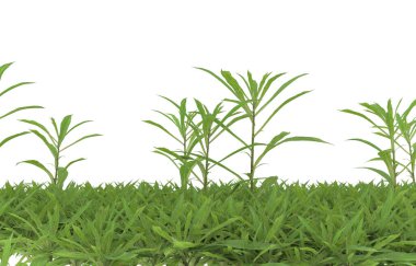 Field of grass isolated on white background. 3d rendering - illustration