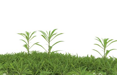 Field of grass isolated on white background. 3d rendering - illustration