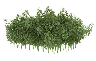 Field of grass isolated on white background. 3d rendering - illustration