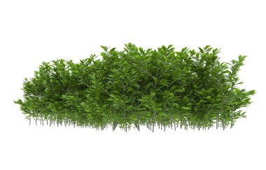Field of grass isolated on white background. 3d rendering - illustration