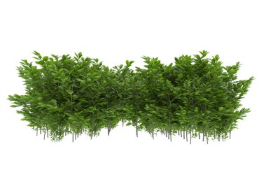 Field of grass isolated on white background. 3d rendering - illustration