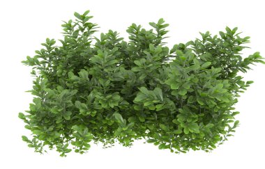 Field of grass isolated on white background. 3d rendering - illustration