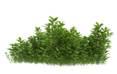 Field of grass isolated on white background. 3d rendering - illustration