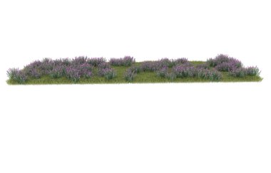 Field of grass isolated on white background. 3d rendering - illustration