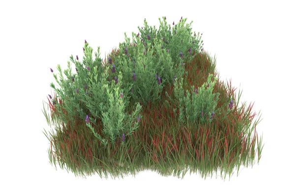 Field of grass isolated on white background. 3d rendering - illustration