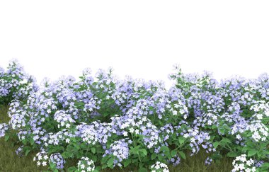 Field of grass isolated on white background. 3d rendering - illustration