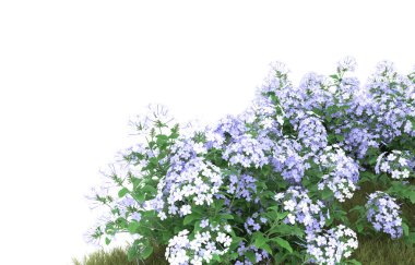 Field of grass isolated on white background. 3d rendering - illustration