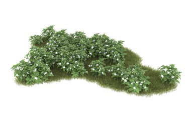 Field of grass isolated on white background. 3d rendering - illustration