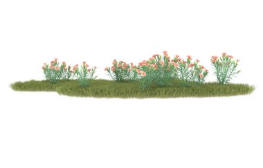 Field of grass isolated on white background. 3d rendering - illustration