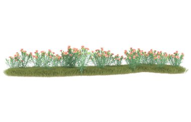 Field of grass isolated on white background. 3d rendering - illustration