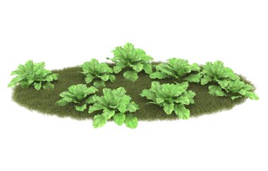 Field of grass isolated on white background. 3d rendering - illustration