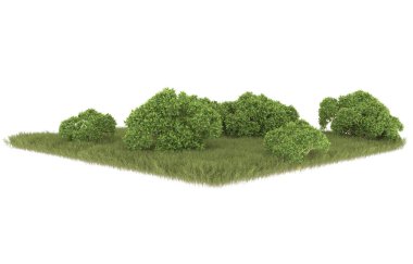 Field of grass isolated on white background. 3d rendering - illustration