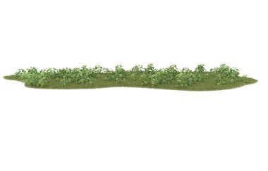 Field of grass isolated on white background. 3d rendering - illustration
