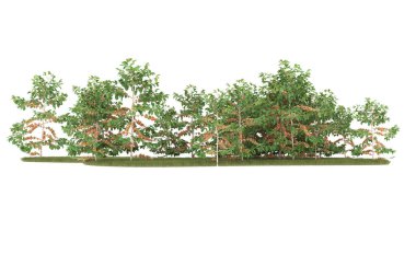 Field of grass isolated on white background. 3d rendering - illustration