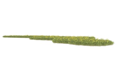 Field of grass isolated on white background. 3d rendering - illustration