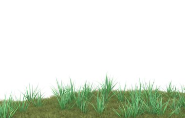 Field of grass isolated on white background. 3d rendering - illustration