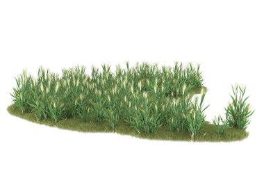 Field of grass isolated on white background. 3d rendering - illustration