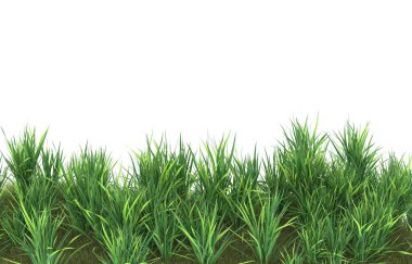 Field of grass isolated on white background. 3d rendering - illustration