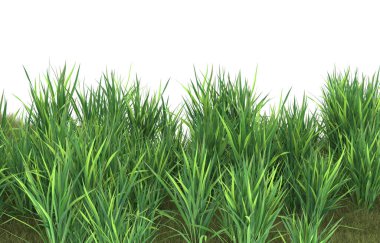 Field of grass isolated on white background. 3d rendering - illustration