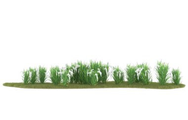 Field of grass isolated on white background. 3d rendering - illustration