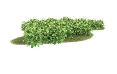 Field of grass isolated on white background. 3d rendering - illustration