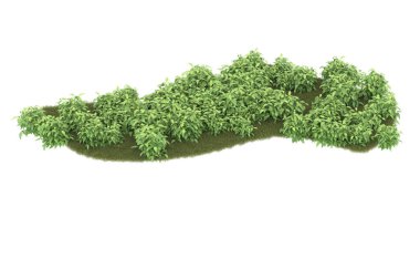 Tropical forest isolated on white background. 3d rendering - illustration