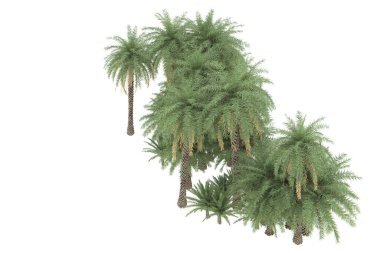 Tropical forest isolated on white background. 3d rendering - illustration