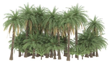 Tropical forest isolated on white background. 3d rendering - illustration
