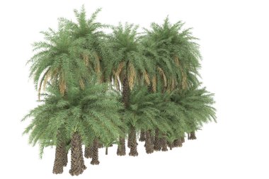 Tropical forest isolated on white background. 3d rendering - illustration