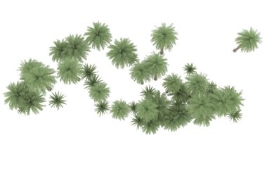 Tropical forest isolated on white background. 3d rendering - illustration