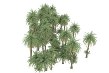 Tropical forest isolated on white background. 3d rendering - illustration