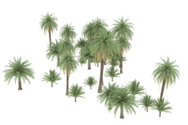 Tropical forest isolated on white background. 3d rendering - illustration