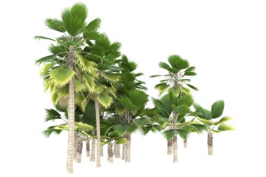 Tropical forest isolated on white background. 3d rendering - illustration