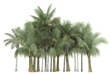 Tropical forest isolated on white background. 3d rendering - illustration