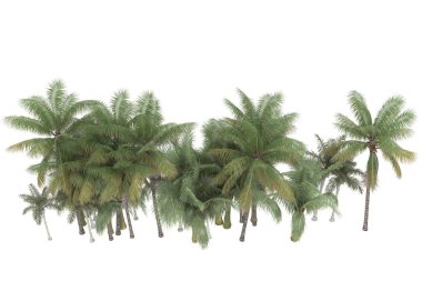 Tropical forest isolated on white background. 3d rendering - illustration