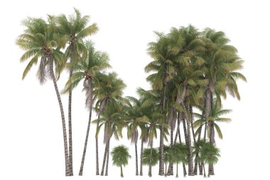 Tropical forest isolated on white background. 3d rendering - illustration
