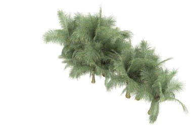 Tropical forest isolated on white background. 3d rendering - illustration