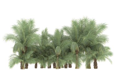 Tropical forest isolated on white background. 3d rendering - illustration