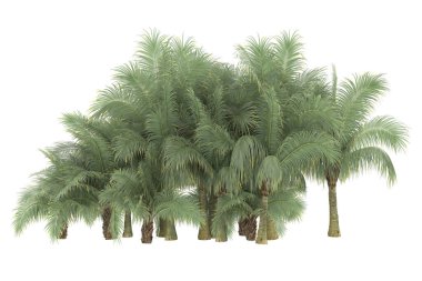 Tropical forest isolated on white background. 3d rendering - illustration