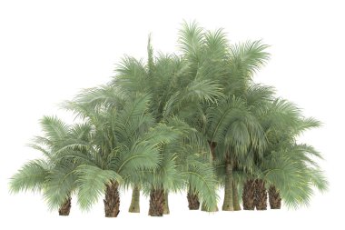 Tropical forest isolated on white background. 3d rendering - illustration